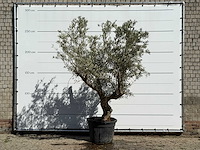 Olijfboom andalucia - olea europaea - ca. 40 jaar oud - hoogte ca. 260 cm