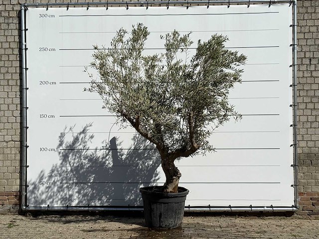 Olijfboom andalucia - olea europaea - ca. 40 jaar oud - hoogte ca. 260 cm - afbeelding 2 van  5