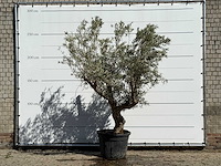 Olijfboom andalucia - olea europaea - ca. 40 jaar oud - hoogte ca. 260 cm - afbeelding 2 van  5