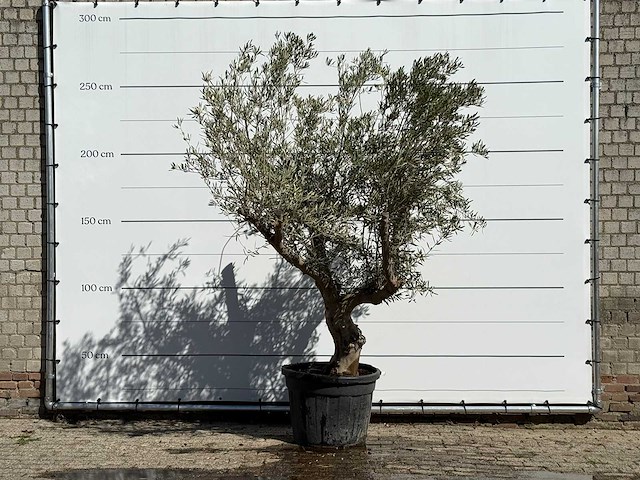 Olijfboom andalucia - olea europaea - ca. 40 jaar oud - hoogte ca. 260 cm - afbeelding 3 van  5