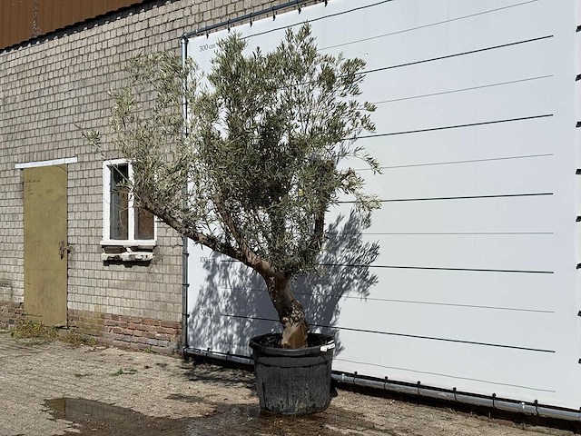 Olijfboom andalucia - olea europaea - ca. 40 jaar oud - hoogte ca. 260 cm - afbeelding 4 van  5