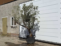 Olijfboom andalucia - olea europaea - ca. 40 jaar oud - hoogte ca. 260 cm - afbeelding 4 van  5