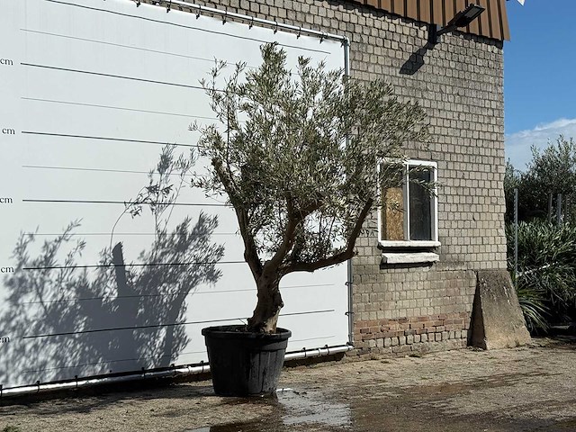 Olijfboom andalucia - olea europaea - ca. 40 jaar oud - hoogte ca. 260 cm - afbeelding 5 van  5