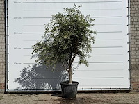 Olijfboom andalucia - olea europaea - ca. 40 jaar oud - hoogte ca. 260 cm