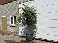 Olijfboom andalucia - olea europaea - ca. 40 jaar oud - hoogte ca. 260 cm - afbeelding 2 van  3