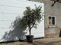 Olijfboom andalucia - olea europaea - ca. 40 jaar oud - hoogte ca. 260 cm - afbeelding 3 van  3