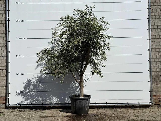 Olijfboom andalucia - olea europaea - ca. 40 jaar oud - hoogte ca. 270 cm - afbeelding 1 van  3