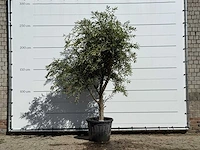 Olijfboom andalucia - olea europaea - ca. 40 jaar oud - hoogte ca. 270 cm