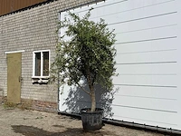 Olijfboom andalucia - olea europaea - ca. 40 jaar oud - hoogte ca. 270 cm - afbeelding 2 van  3