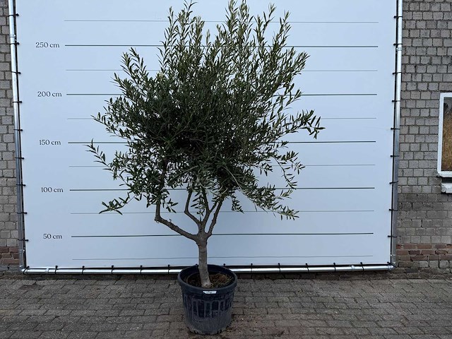 Olijfboom andalucia - olea europaea - ca. 50 jaar oud - hoogte ca. 250 cm - afbeelding 1 van  7