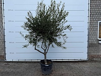 Olijfboom andalucia - olea europaea - ca. 50 jaar oud - hoogte ca. 250 cm - afbeelding 1 van  7