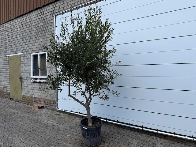 Olijfboom andalucia - olea europaea - ca. 50 jaar oud - hoogte ca. 250 cm - afbeelding 2 van  7