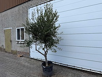 Olijfboom andalucia - olea europaea - ca. 50 jaar oud - hoogte ca. 250 cm - afbeelding 2 van  7