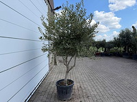 Olijfboom andalucia - olea europaea - ca. 50 jaar oud - hoogte ca. 250 cm - afbeelding 4 van  7