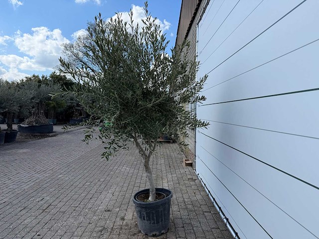 Olijfboom andalucia - olea europaea - ca. 50 jaar oud - hoogte ca. 250 cm - afbeelding 6 van  7
