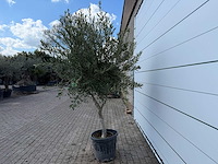 Olijfboom andalucia - olea europaea - ca. 50 jaar oud - hoogte ca. 250 cm - afbeelding 6 van  7