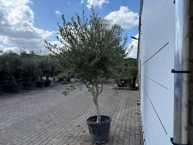 Olijfboom andalucia - olea europaea - ca. 50 jaar oud - hoogte ca. 250 cm - afbeelding 7 van  7