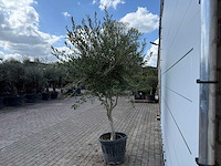 Olijfboom andalucia - olea europaea - ca. 50 jaar oud - hoogte ca. 250 cm - afbeelding 7 van  7