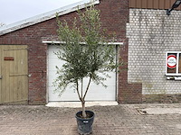 Olijfboom andalucia l - olea europaea - ca. 20 jaar oud - hoogte ca. 250 cm - afbeelding 1 van  4