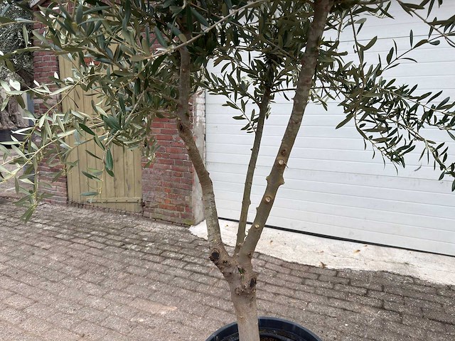 Olijfboom andalucia l - olea europaea - ca. 20 jaar oud - hoogte ca. 250 cm - afbeelding 3 van  4