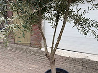 Olijfboom andalucia l - olea europaea - ca. 20 jaar oud - hoogte ca. 250 cm - afbeelding 3 van  4