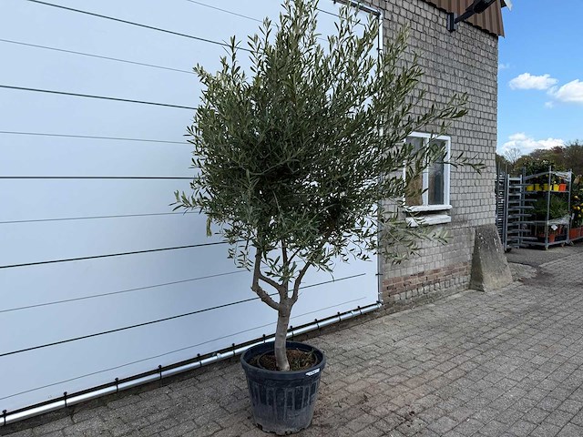 Olijfboom andalucia l - olea europaea - ca. 20 jaar oud - hoogte ca. 250 cm - afbeelding 1 van  3
