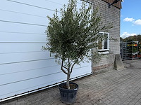 Olijfboom andalucia l - olea europaea - ca. 20 jaar oud - hoogte ca. 250 cm - afbeelding 1 van  3