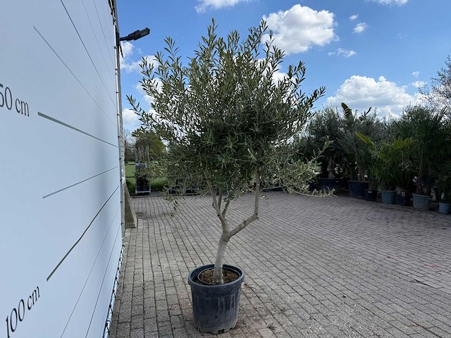 Olijfboom andalucia l - olea europaea - ca. 20 jaar oud - hoogte ca. 250 cm - afbeelding 2 van  3