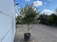 Olijfboom andalucia l - olea europaea - ca. 20 jaar oud - hoogte ca. 250 cm - afbeelding 2 van  3
