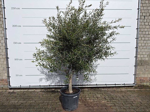Olijfboom andalucia l - olea europaea - ca. 20 jaar oud - hoogte ca. 250 cm - afbeelding 1 van  8