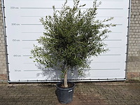 Olijfboom andalucia l - olea europaea - ca. 20 jaar oud - hoogte ca. 250 cm - afbeelding 1 van  8