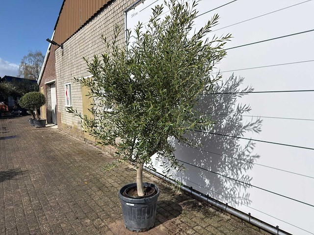 Olijfboom andalucia l - olea europaea - ca. 20 jaar oud - hoogte ca. 250 cm - afbeelding 2 van  8