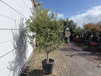 Olijfboom andalucia l - olea europaea - ca. 20 jaar oud - hoogte ca. 250 cm - afbeelding 4 van  8