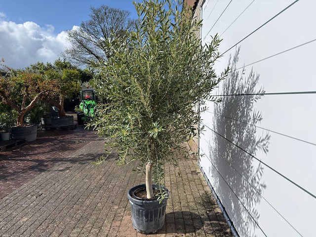 Olijfboom andalucia l - olea europaea - ca. 20 jaar oud - hoogte ca. 250 cm - afbeelding 5 van  8