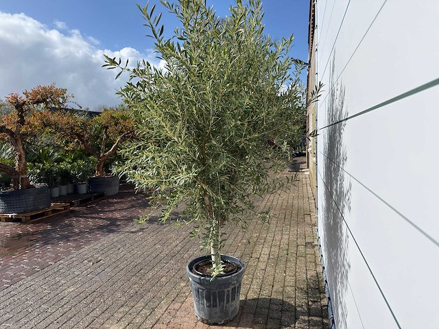 Olijfboom andalucia l - olea europaea - ca. 20 jaar oud - hoogte ca. 250 cm - afbeelding 6 van  8
