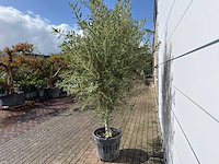 Olijfboom andalucia l - olea europaea - ca. 20 jaar oud - hoogte ca. 250 cm - afbeelding 6 van  8