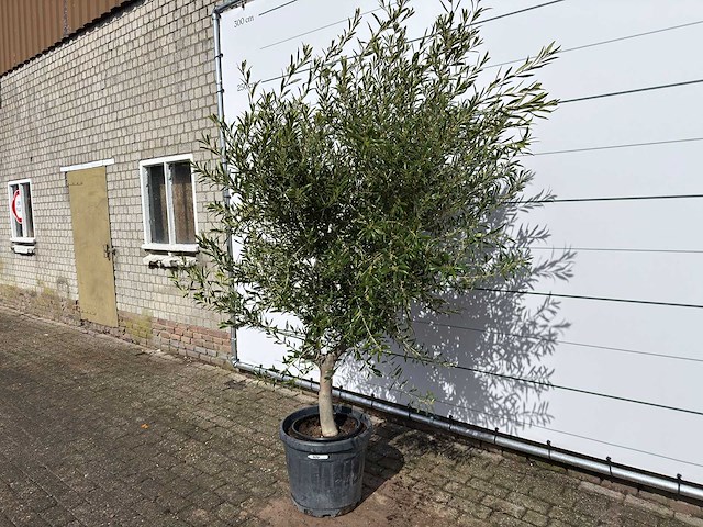 Olijfboom andalucia l - olea europaea - ca. 20 jaar oud - hoogte ca. 250 cm - afbeelding 7 van  8