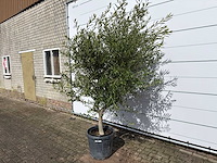 Olijfboom andalucia l - olea europaea - ca. 20 jaar oud - hoogte ca. 250 cm - afbeelding 7 van  8