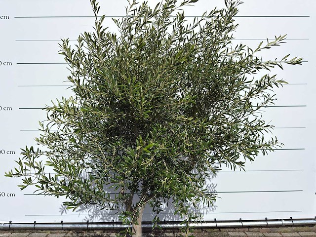 Olijfboom andalucia l - olea europaea - ca. 20 jaar oud - hoogte ca. 250 cm - afbeelding 8 van  8