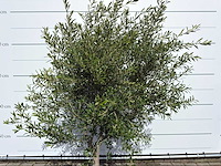 Olijfboom andalucia l - olea europaea - ca. 20 jaar oud - hoogte ca. 250 cm - afbeelding 8 van  8