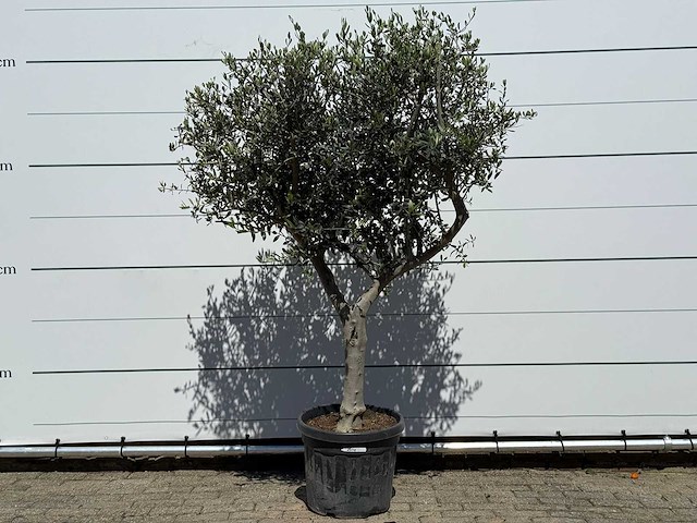 Olijfboom andalucia l - olea europaea - ca. 50 jaar oud - hoogte ca. 200 cm - afbeelding 1 van  6