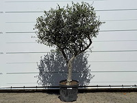 Olijfboom andalucia l - olea europaea - ca. 50 jaar oud - hoogte ca. 200 cm - afbeelding 1 van  6