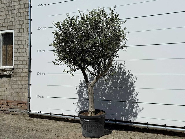 Olijfboom andalucia l - olea europaea - ca. 50 jaar oud - hoogte ca. 200 cm - afbeelding 2 van  6