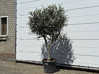 Olijfboom andalucia l - olea europaea - ca. 50 jaar oud - hoogte ca. 200 cm - afbeelding 2 van  6