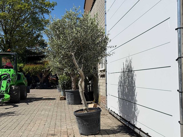 Olijfboom andalucia l - olea europaea - ca. 50 jaar oud - hoogte ca. 200 cm - afbeelding 3 van  6