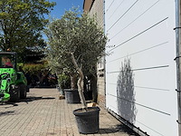 Olijfboom andalucia l - olea europaea - ca. 50 jaar oud - hoogte ca. 200 cm - afbeelding 3 van  6