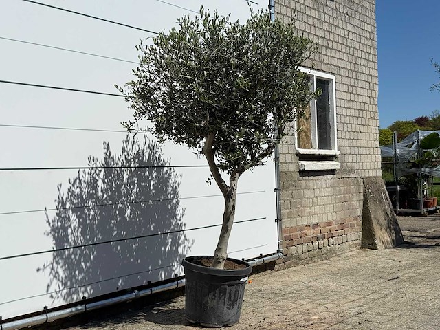 Olijfboom andalucia l - olea europaea - ca. 50 jaar oud - hoogte ca. 200 cm - afbeelding 4 van  6