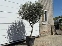 Olijfboom andalucia l - olea europaea - ca. 50 jaar oud - hoogte ca. 200 cm - afbeelding 4 van  6