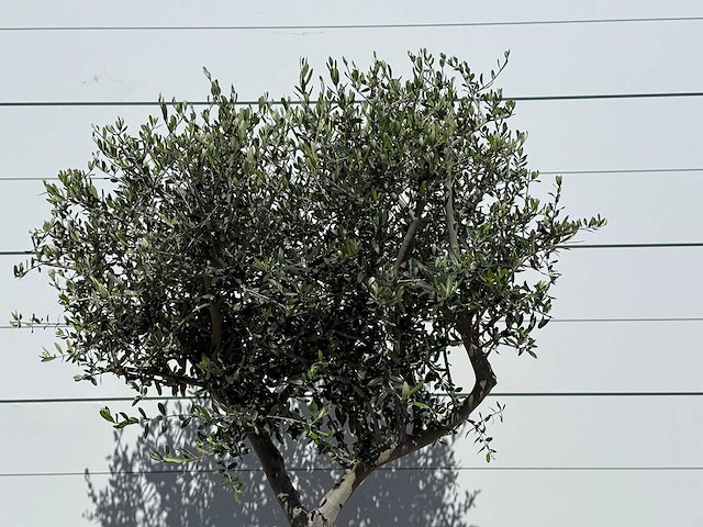 Olijfboom andalucia l - olea europaea - ca. 50 jaar oud - hoogte ca. 200 cm - afbeelding 5 van  6