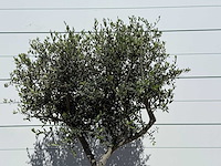 Olijfboom andalucia l - olea europaea - ca. 50 jaar oud - hoogte ca. 200 cm - afbeelding 5 van  6